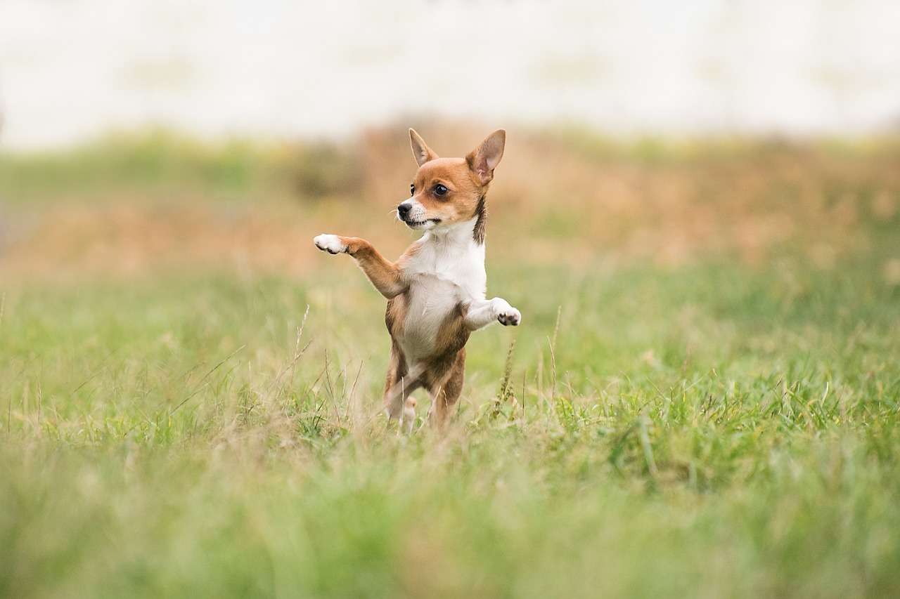 The Importance of Nutrition for Working Dogs